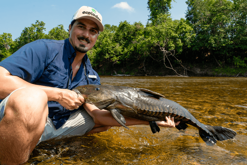 Amazon Plecostomus