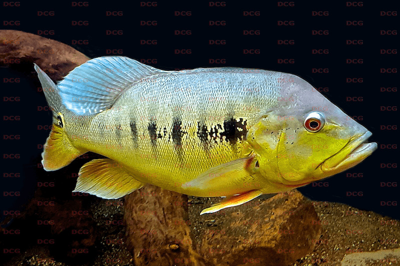 Royal Peacock Bass