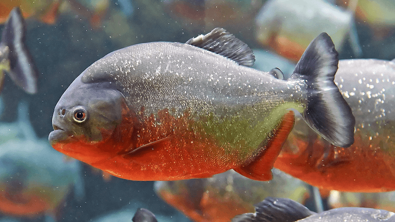 Red-Bellied Piranha