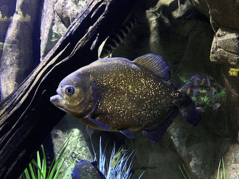 Black Piranha