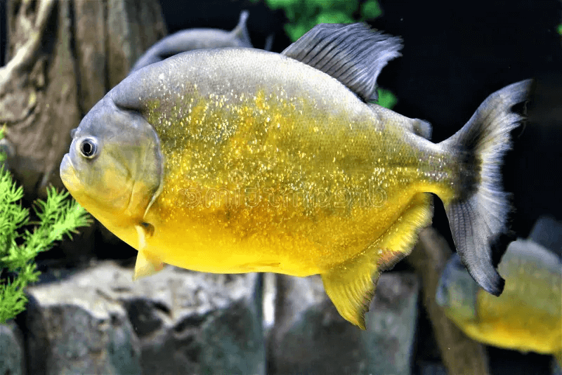 Yellow-Bellied Piranha