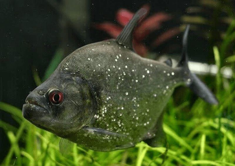 Violet Line Piranha