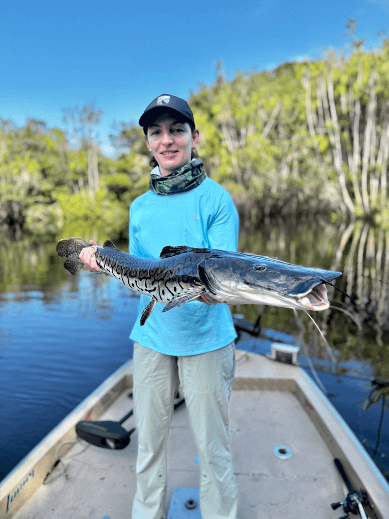 Shovelnose Tiger Catfish