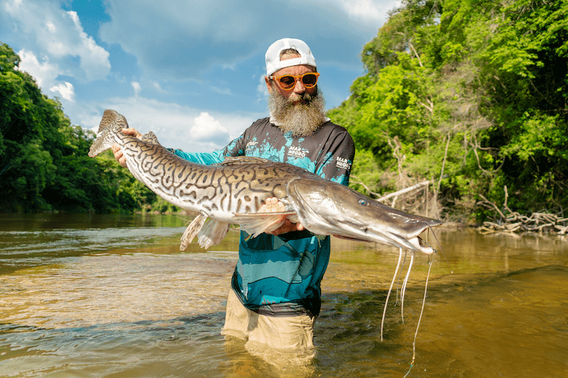 Shovelnose Tiger Catfish Cultural Significance