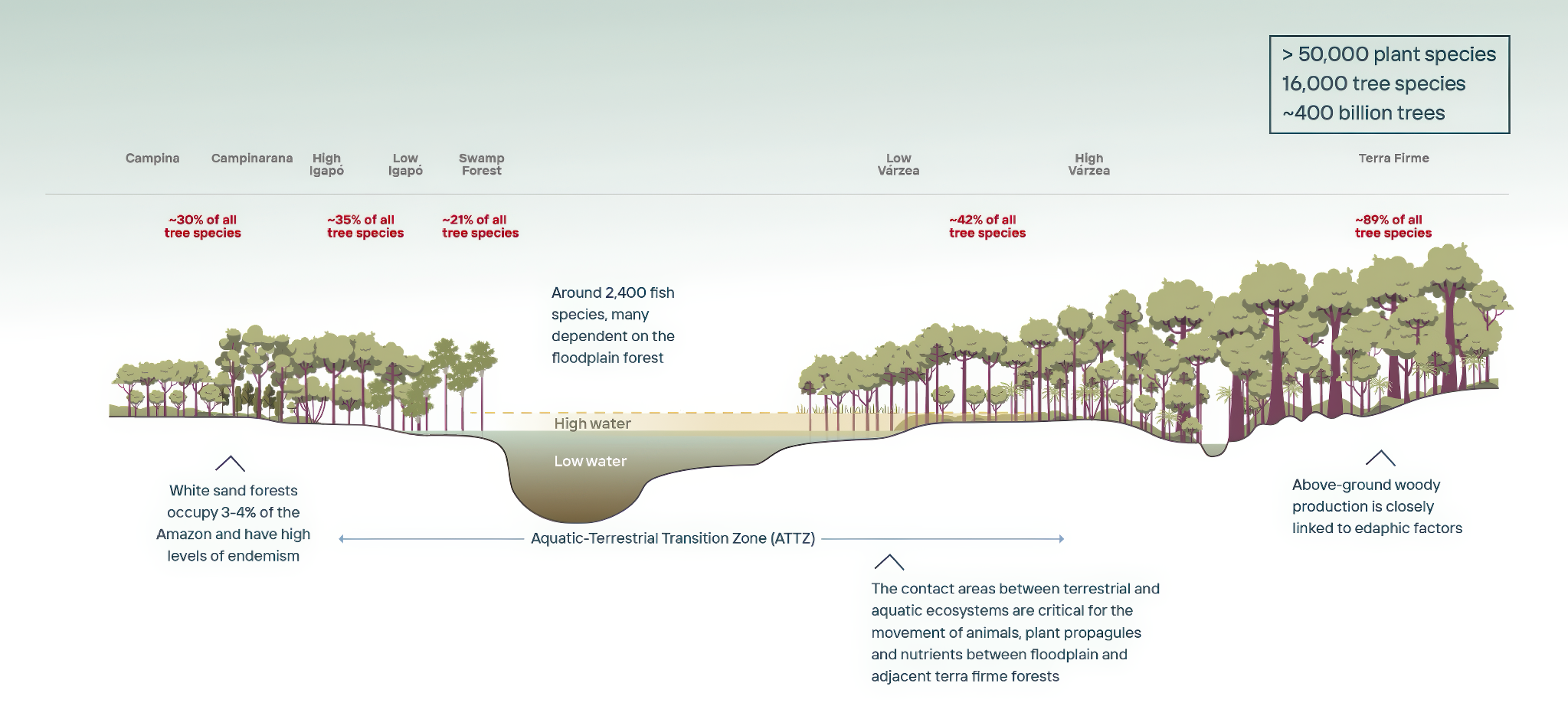 Water Level Vegetation Diagram